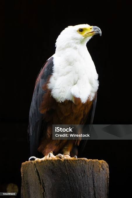 Águila