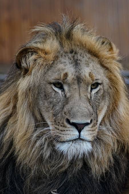 León